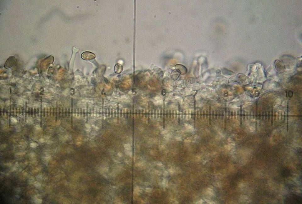 Galerina subclavata image