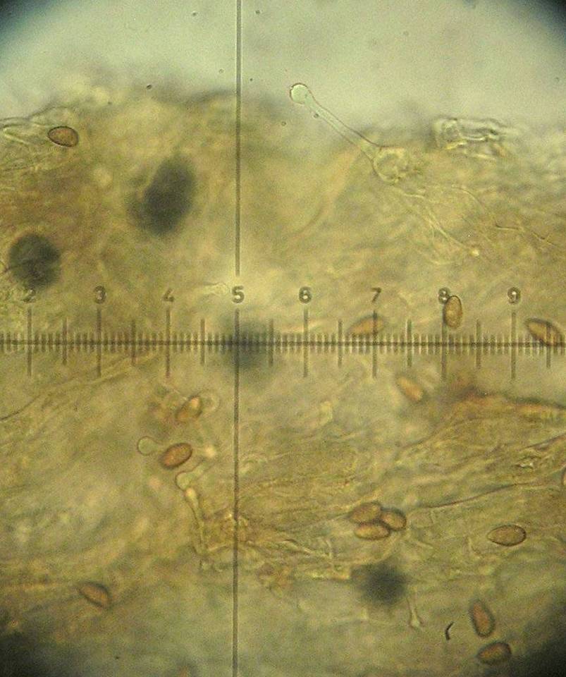 Galerina subclavata image