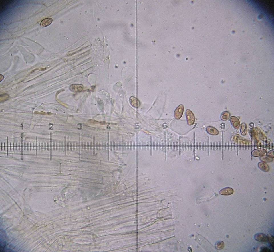 Galerina subclavata image