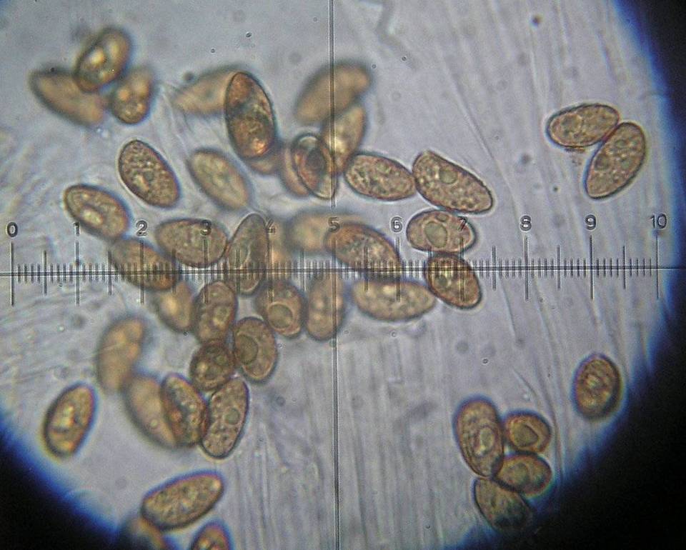 Galerina subclavata image