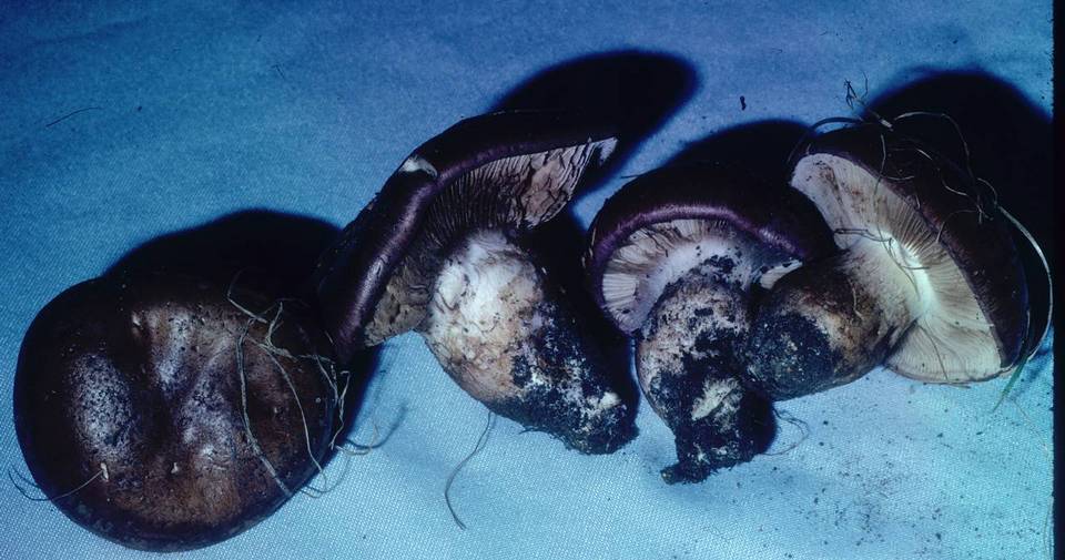 Cortinarius balteatocumatilis image