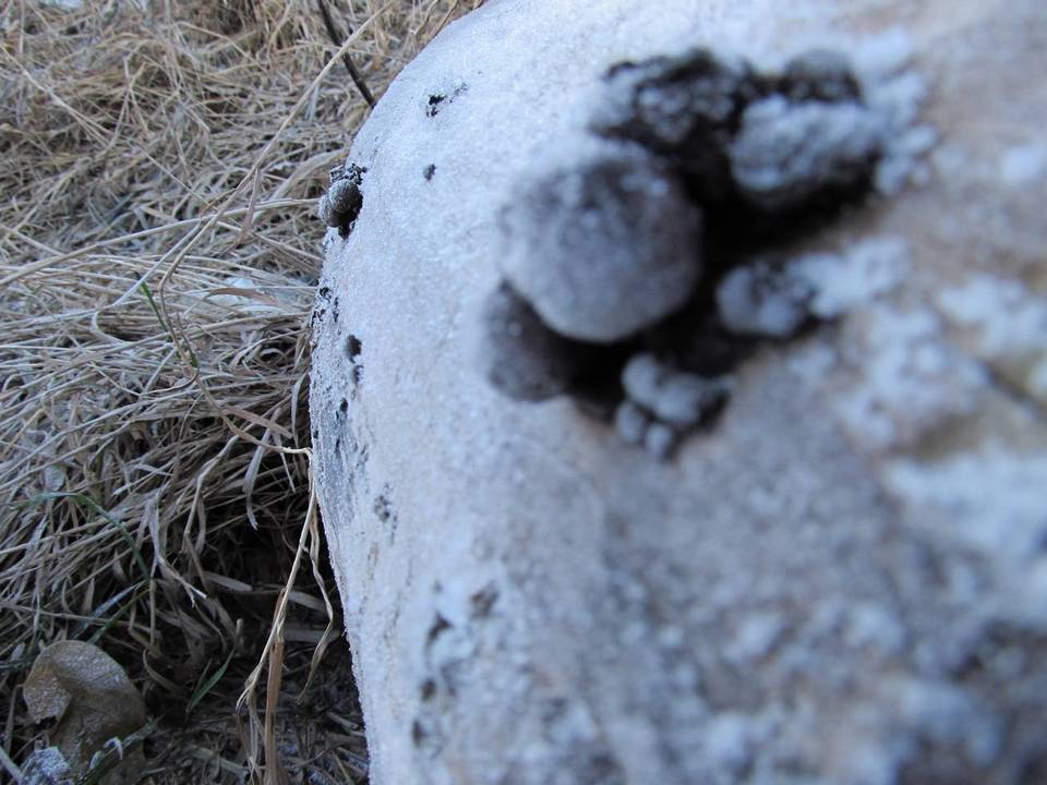 Lycoperdon atropurpureum image