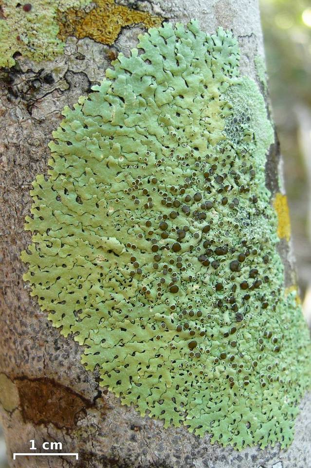 Relicina image