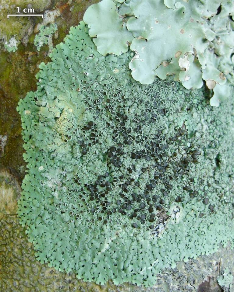 Relicina eximbricata image