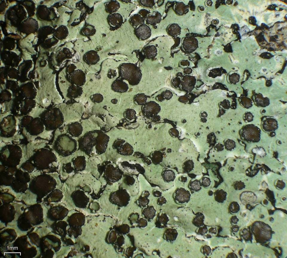 Relicina eximbricata image