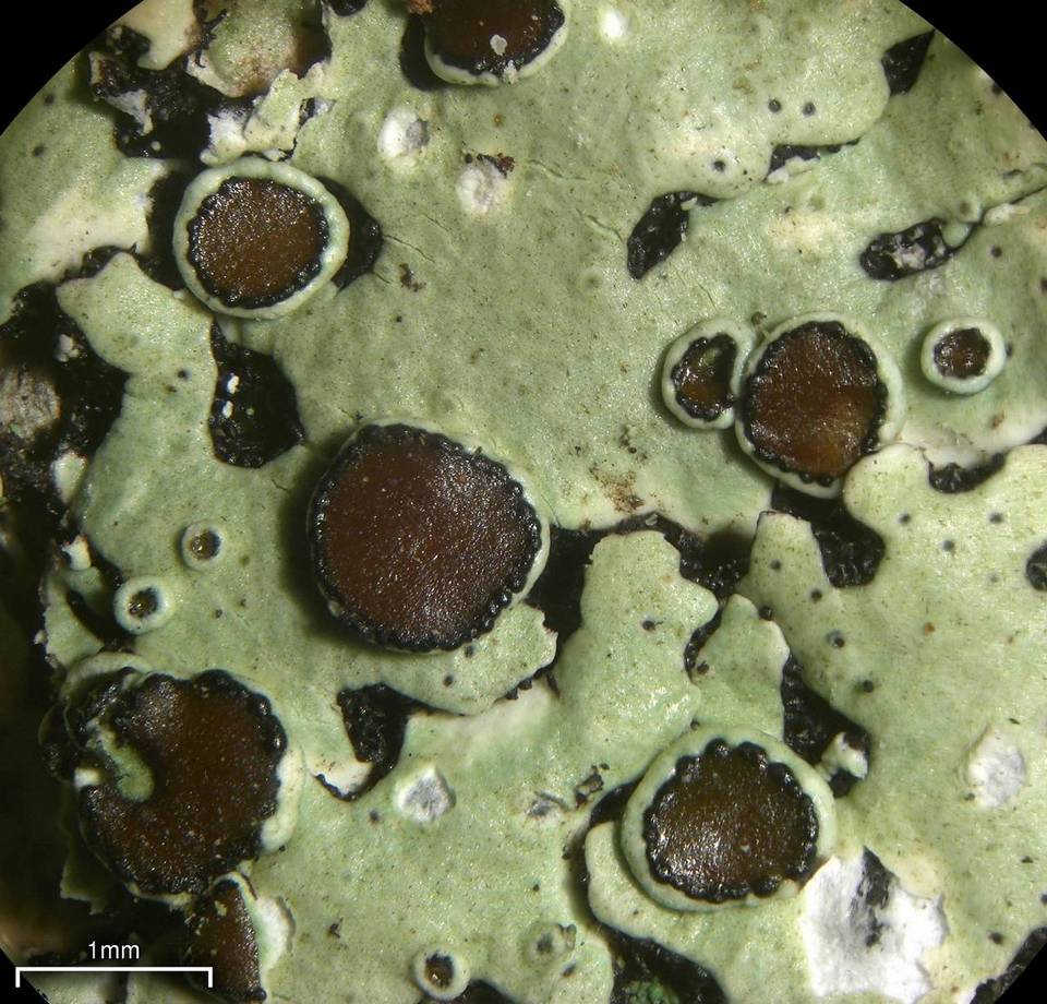 Relicina eximbricata image