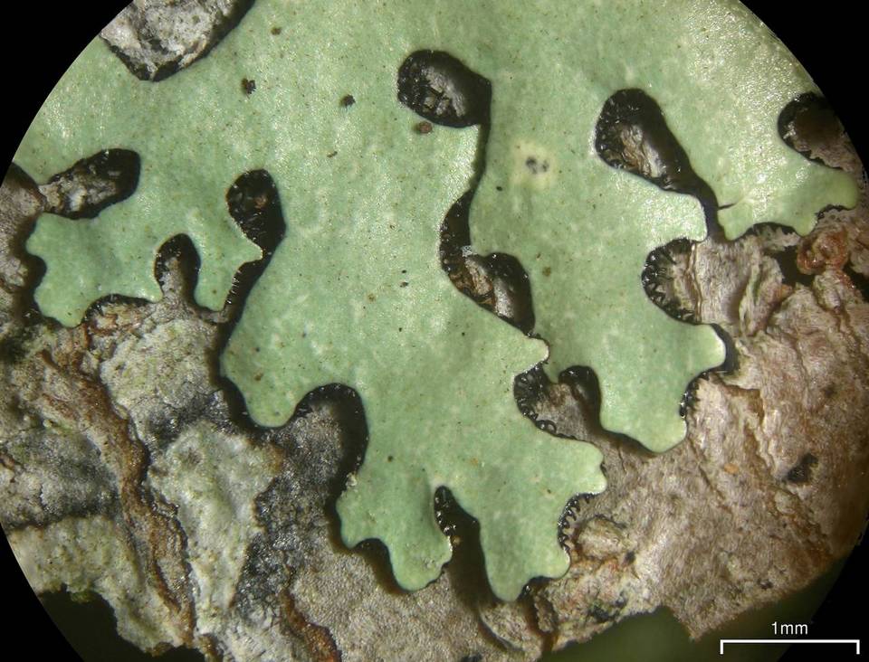 Relicina image