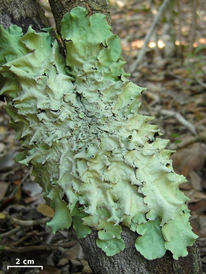 Parmotrema zollingeri image