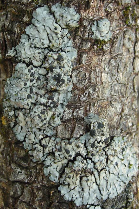 Coccocarpia erythroxyli image