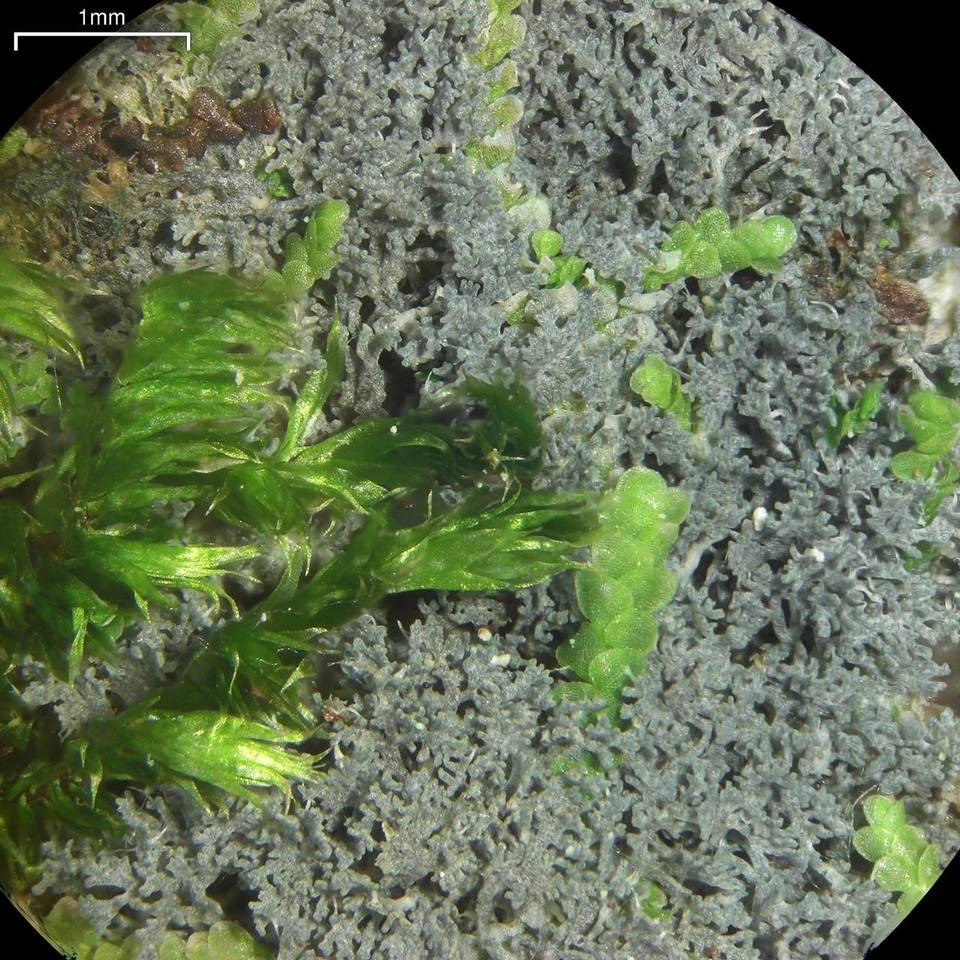 Coccocarpia prostrata image