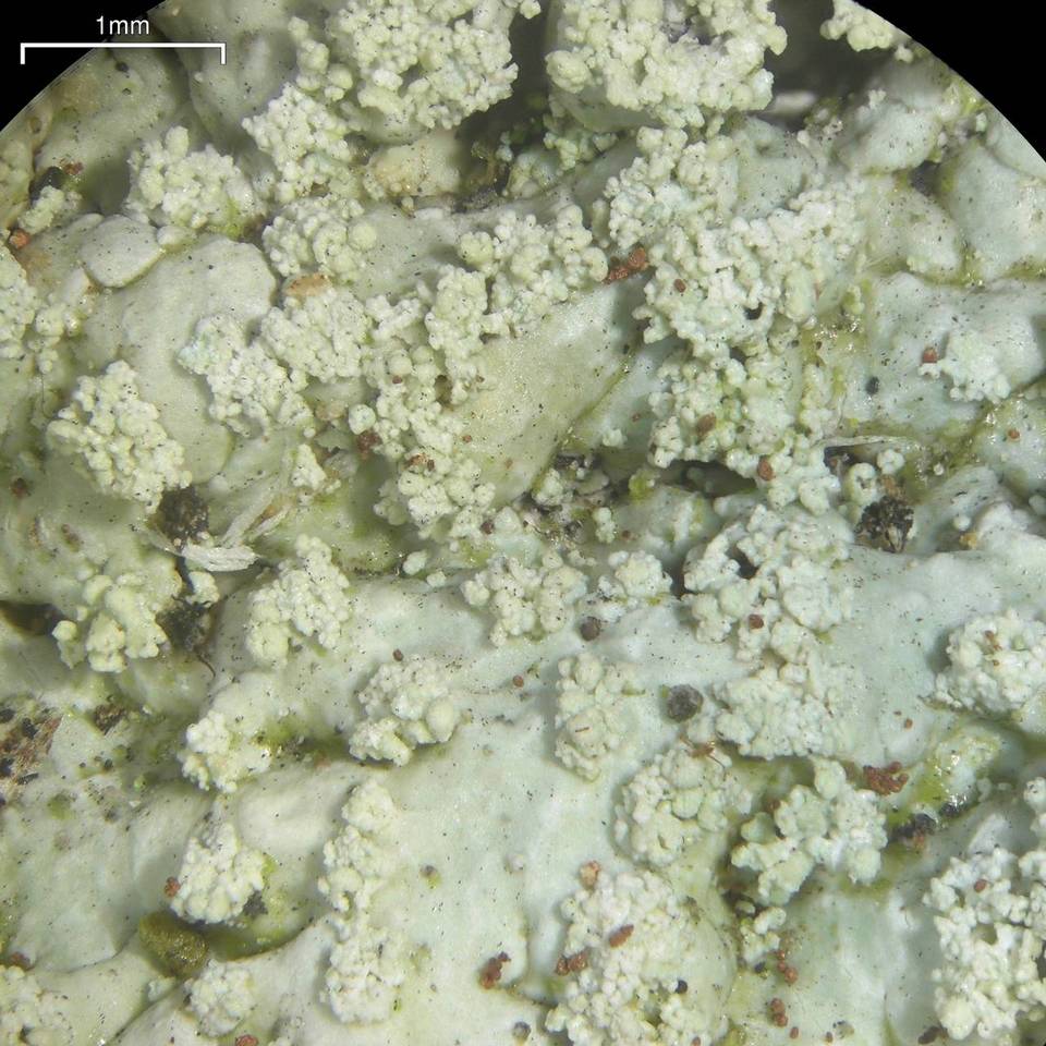 Dirinaria aegialita image