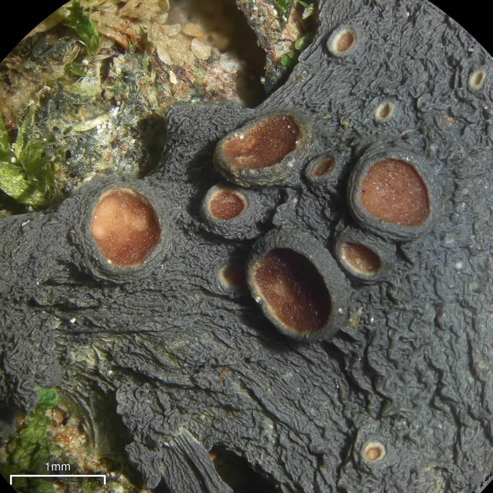 Leptogium sessile image