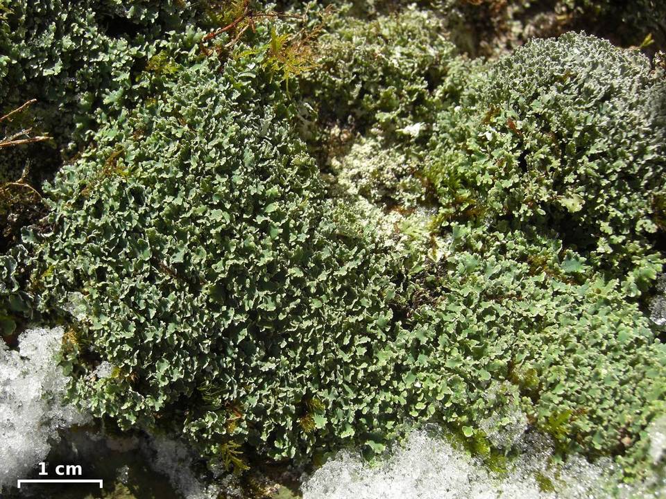 Cladonia petrophila image