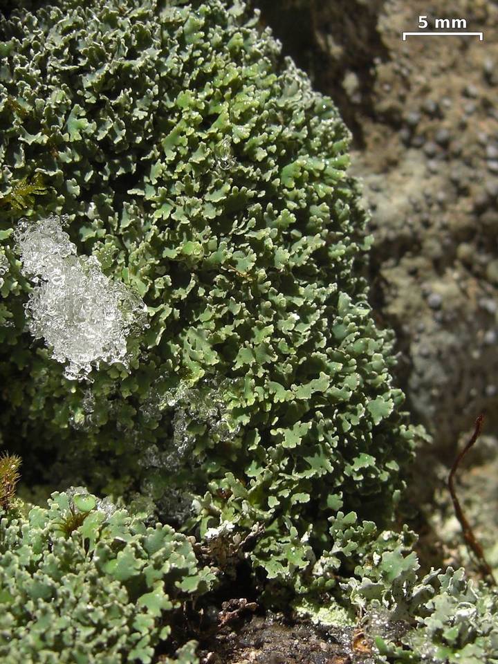 Cladonia petrophila image