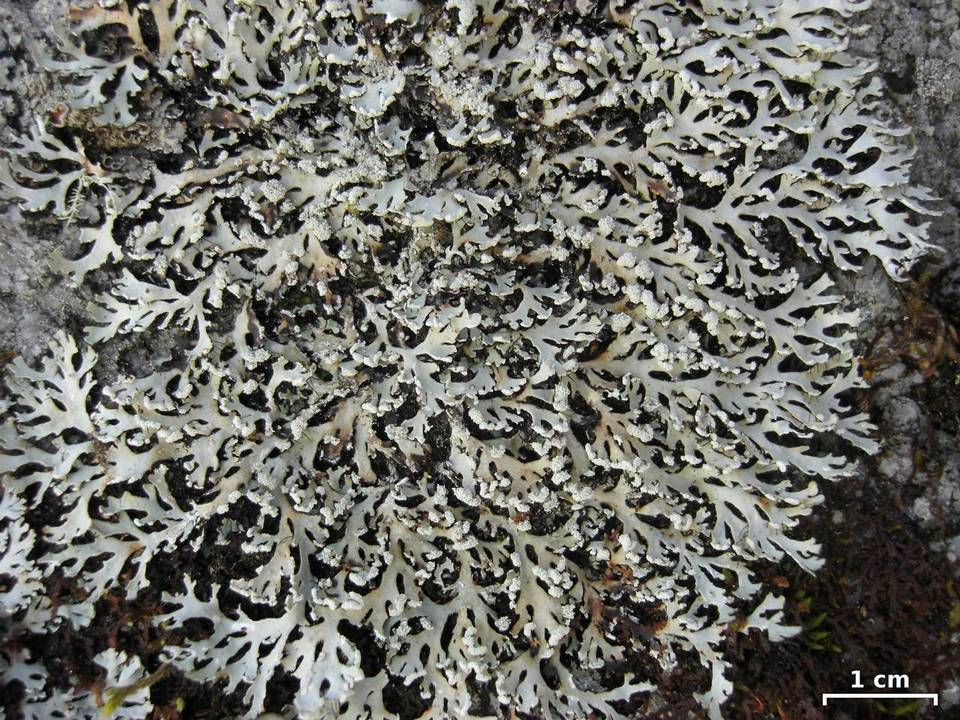 Heterodermia casarettiana image