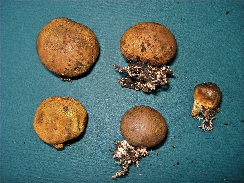 Scleroderma albidum image