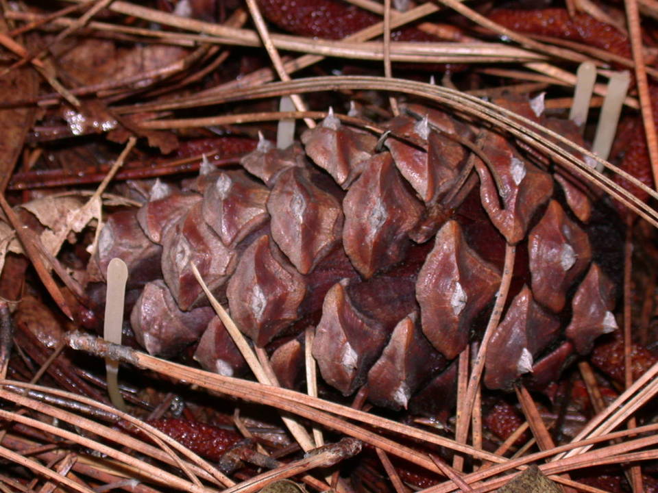 Clavaria incarnata image