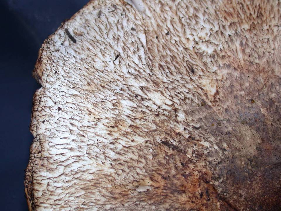 Agaricus perobscurus image