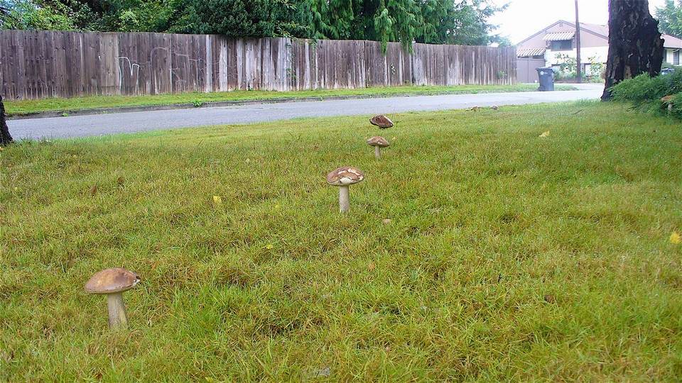 Leccinum insigne var. insigne image