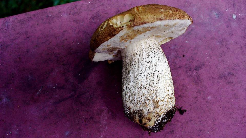 Leccinum insigne var. insigne image