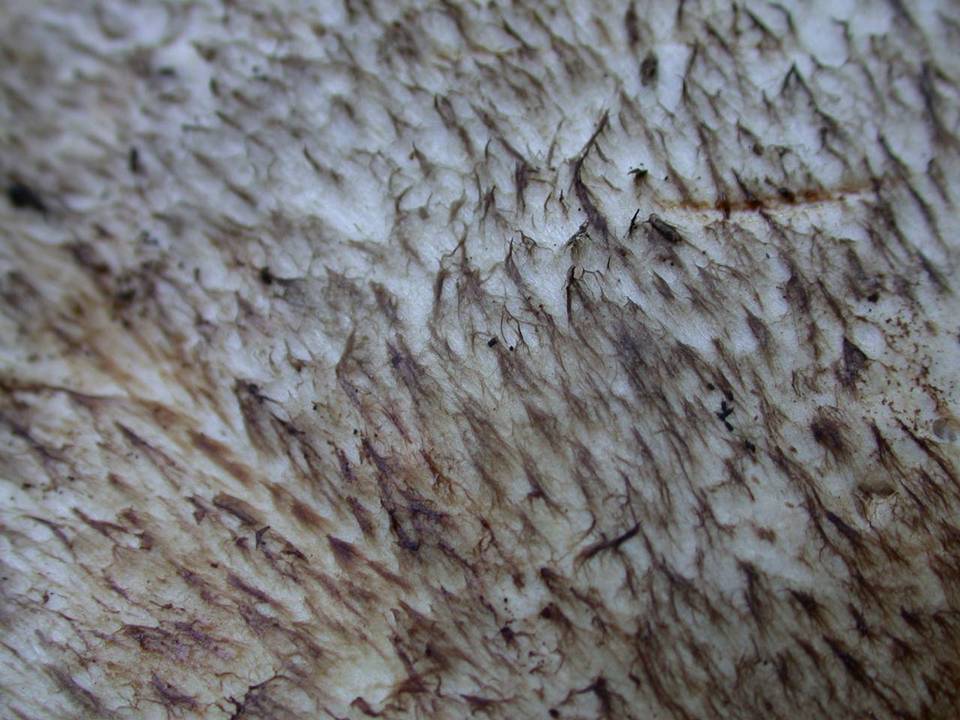Agaricus perobscurus image