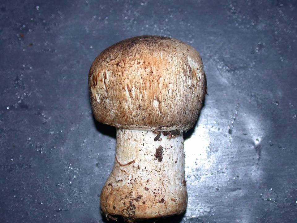 Agaricus perobscurus image