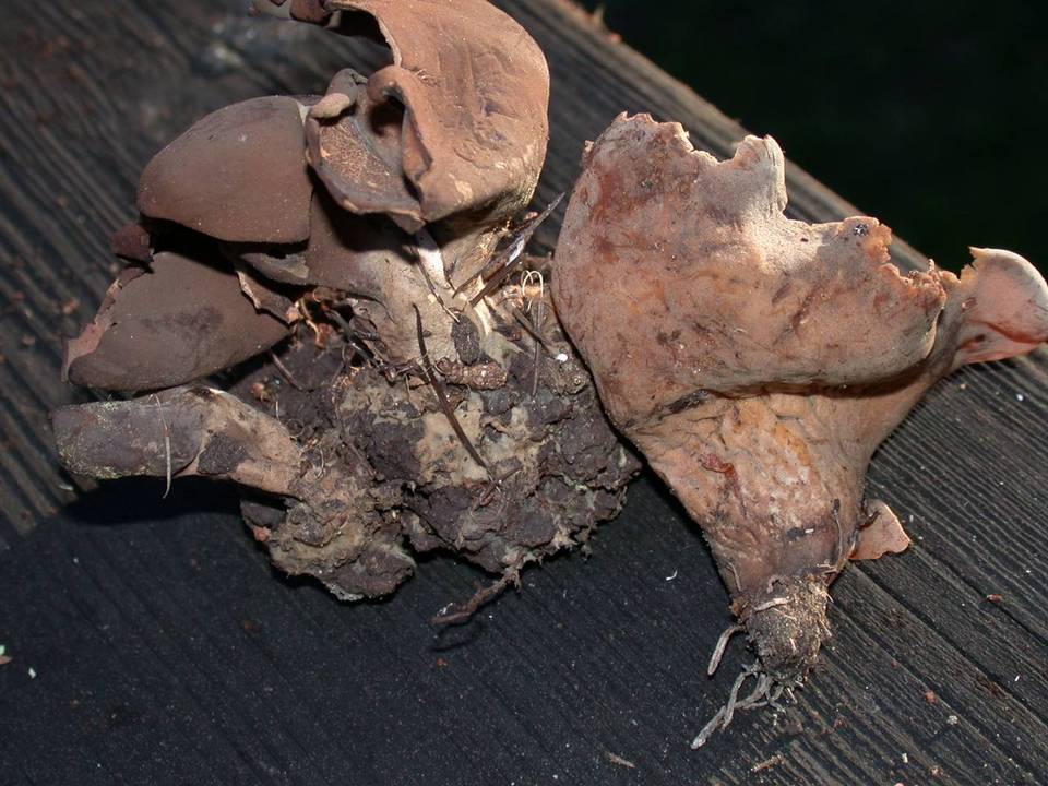 Otidea grandis image
