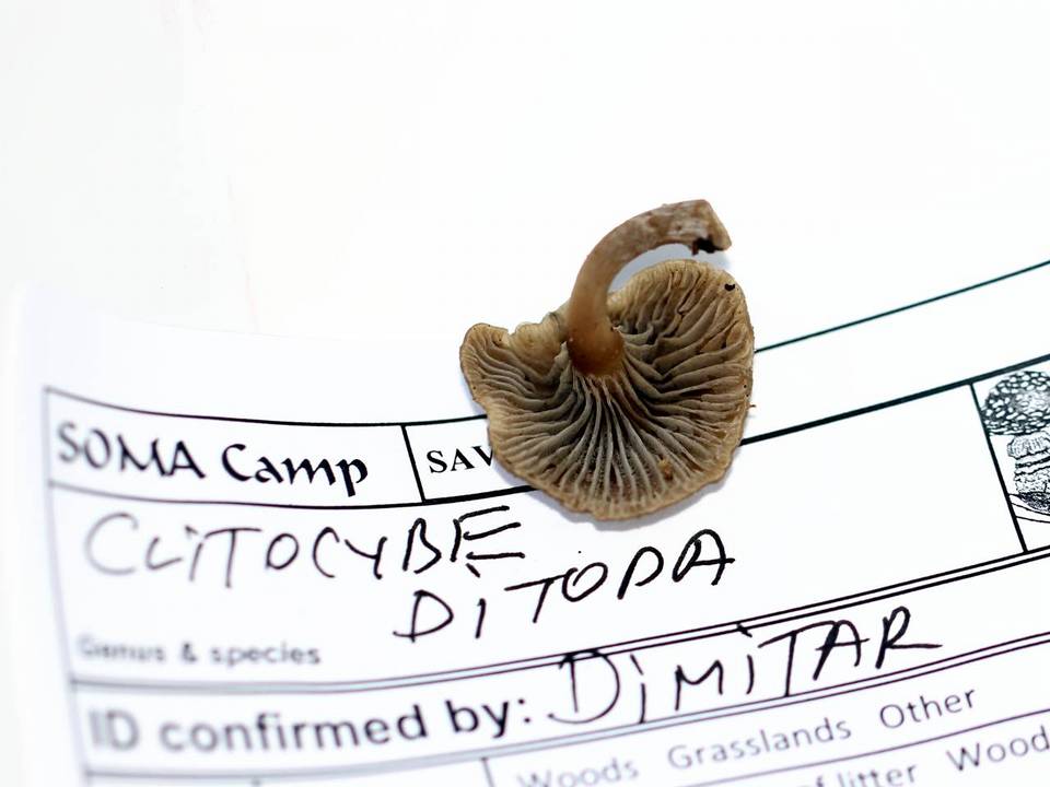 Clitocybe ditopa image