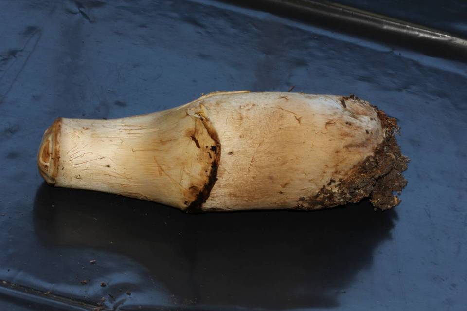 Agaricus perobscurus image