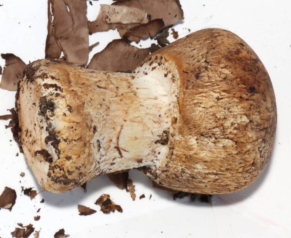 Agaricus perobscurus image