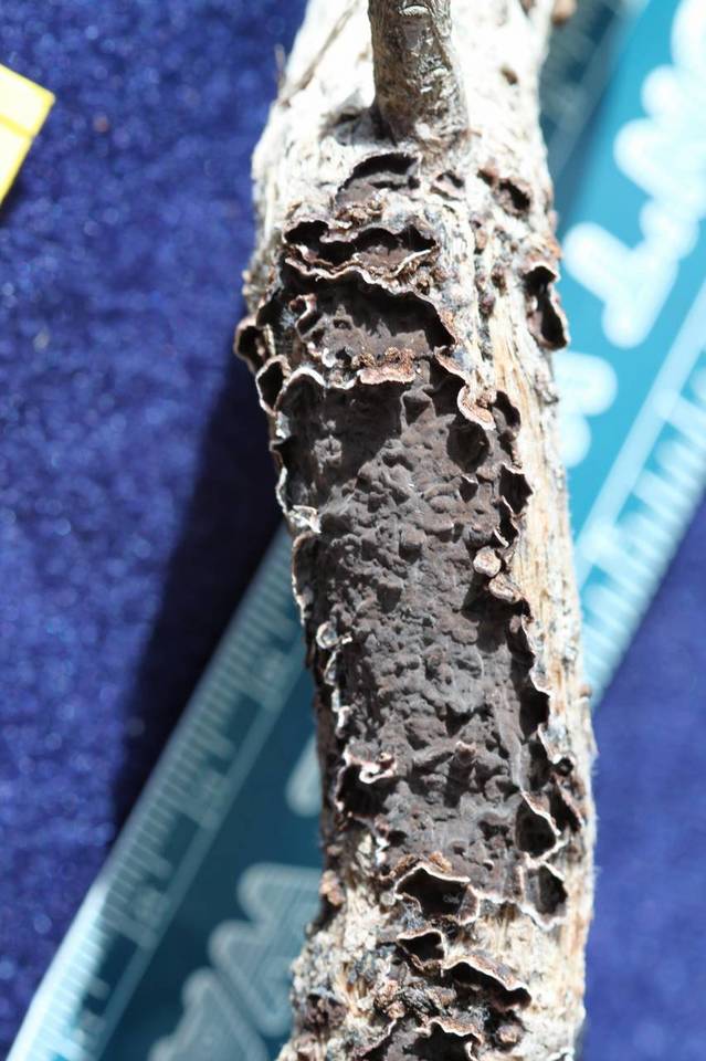 Peniophora malenconii image