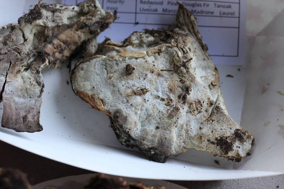 Oligoporus guttulatus image