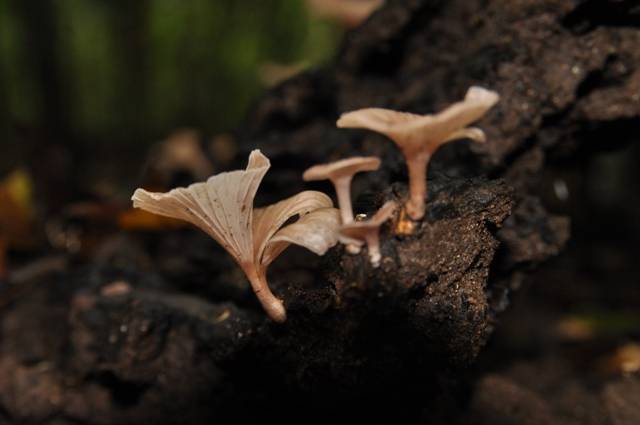 Trogia infundibuliformis image