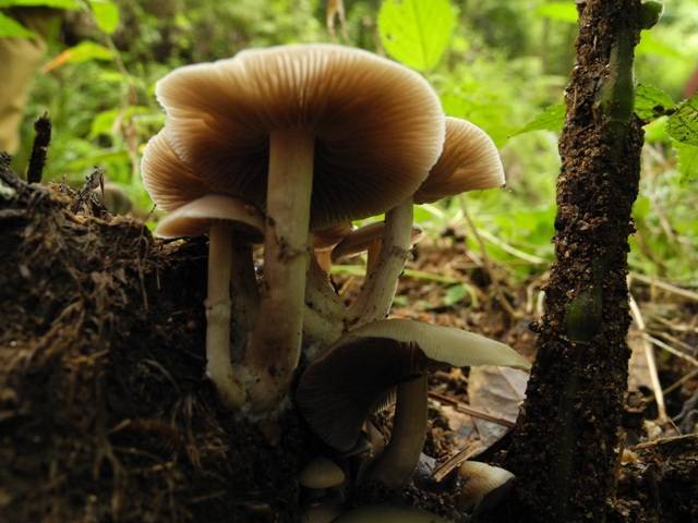 Psilocybe subaeruginascens image
