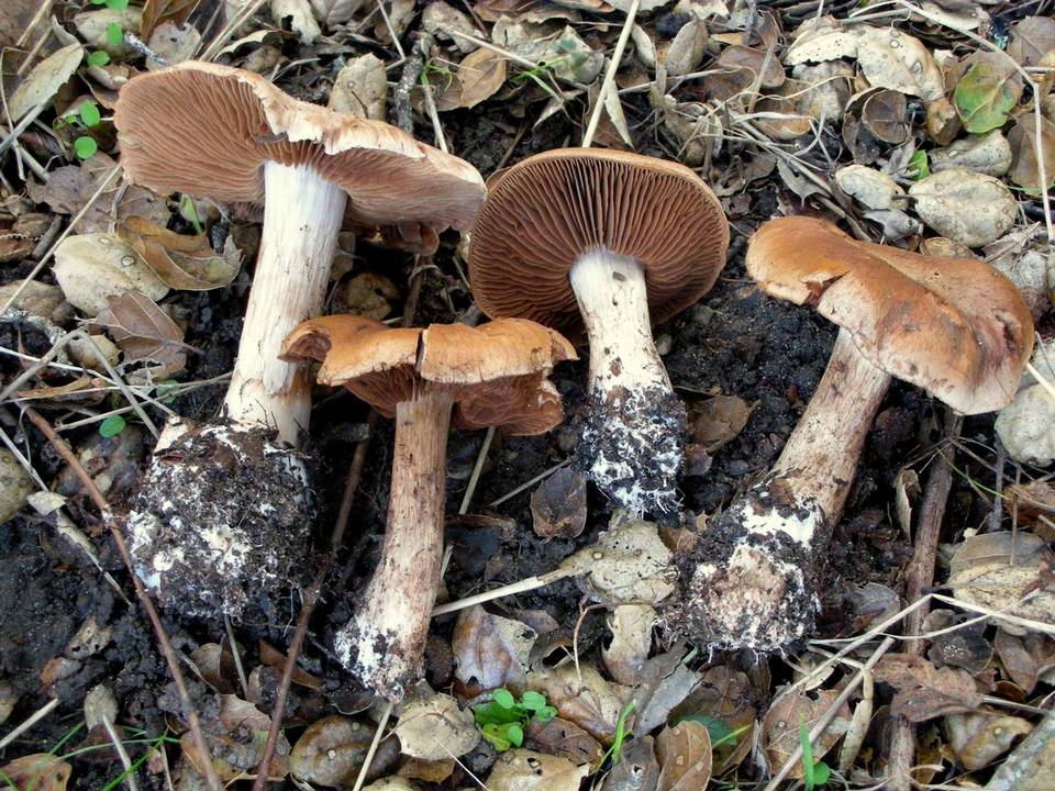 Cortinarius subbalaustinus image