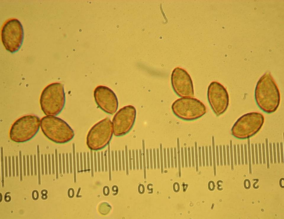 Cortinarius subbalaustinus image