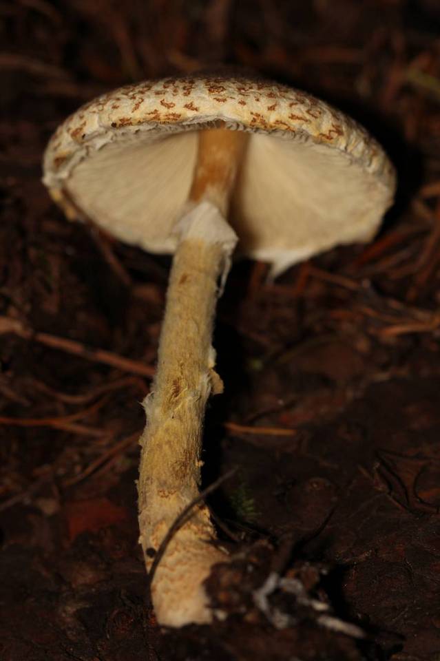 Lepiota spheniscispora image