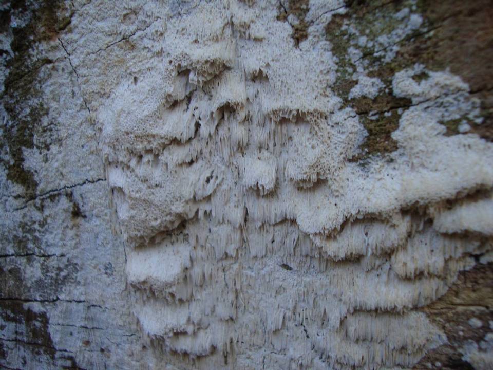 Oxyporus corticola image