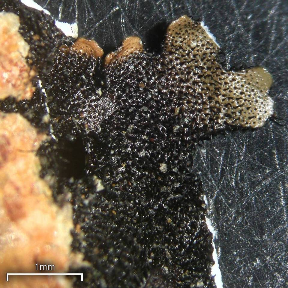 Relicina eximbricata image