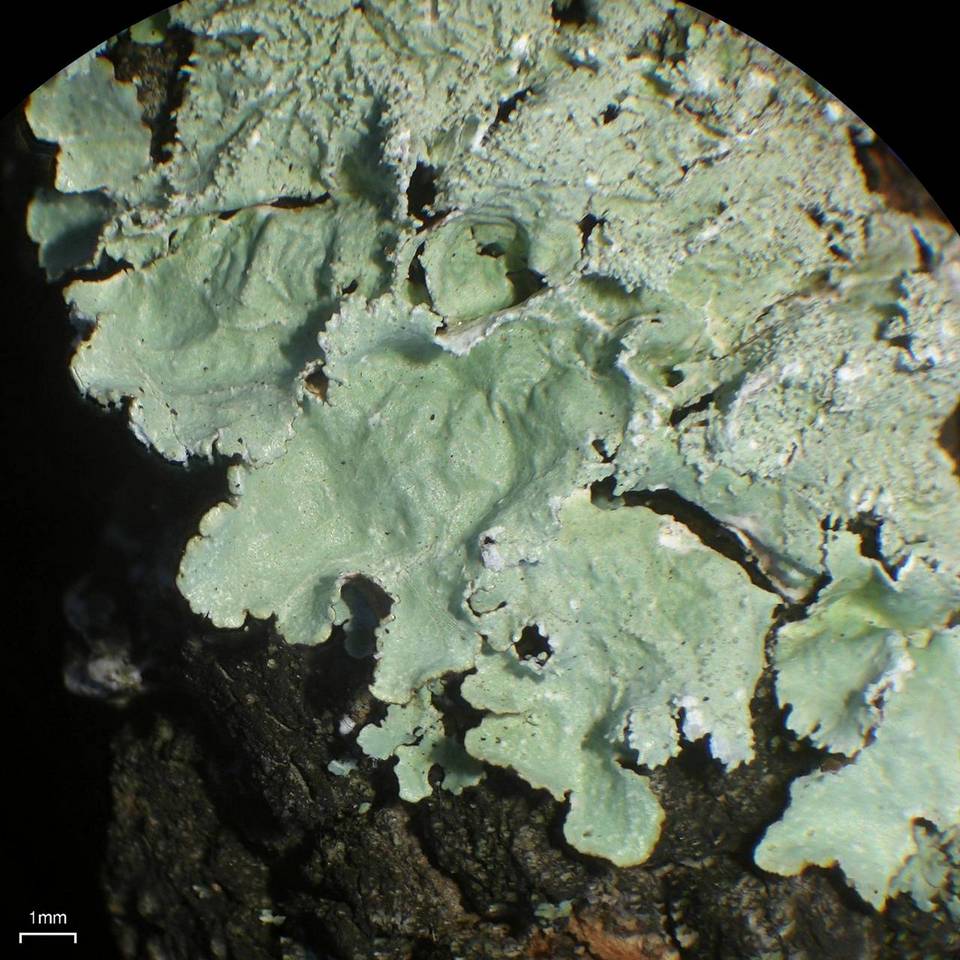 Canoparmelia martinicana image