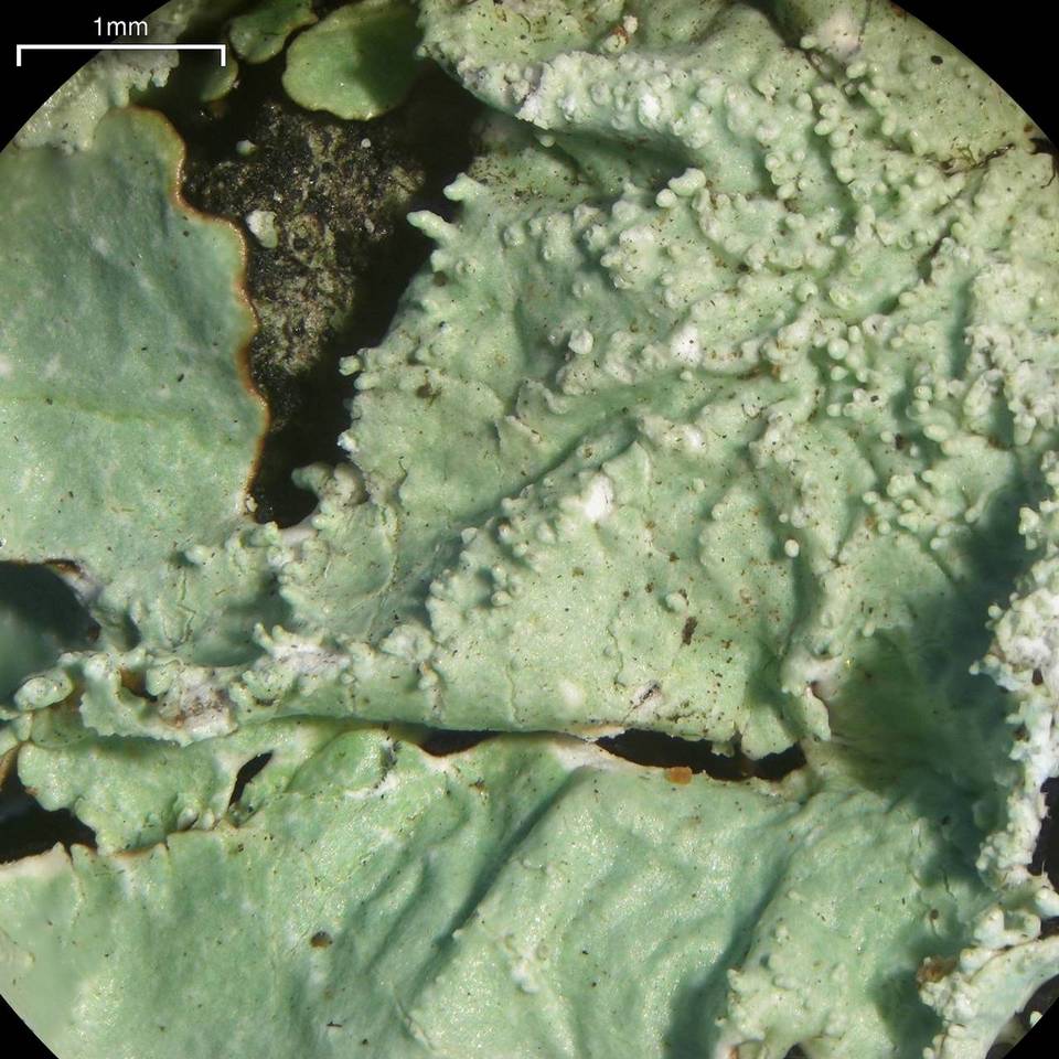 Canoparmelia martinicana image