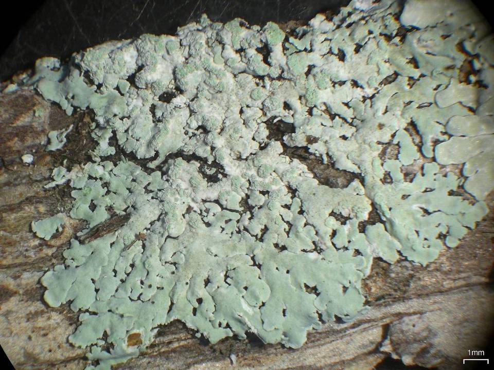 Physcia poncinsii image