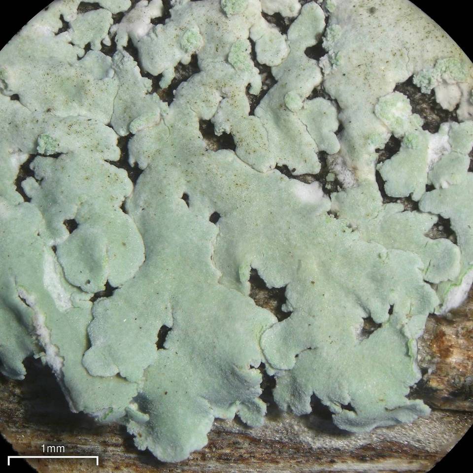 Physcia poncinsii image