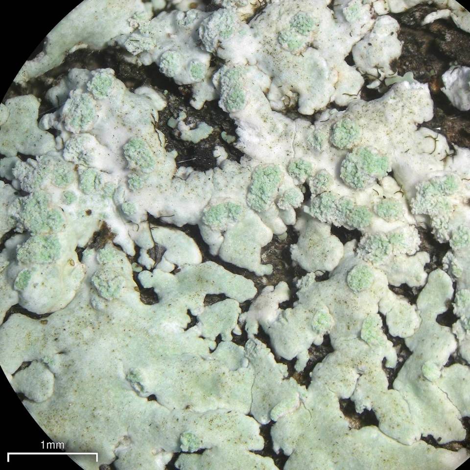 Physcia poncinsii image
