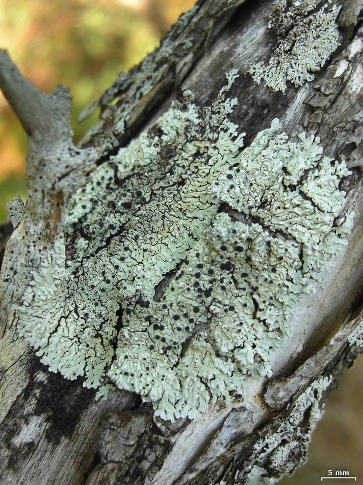 Pyxine berteriana image