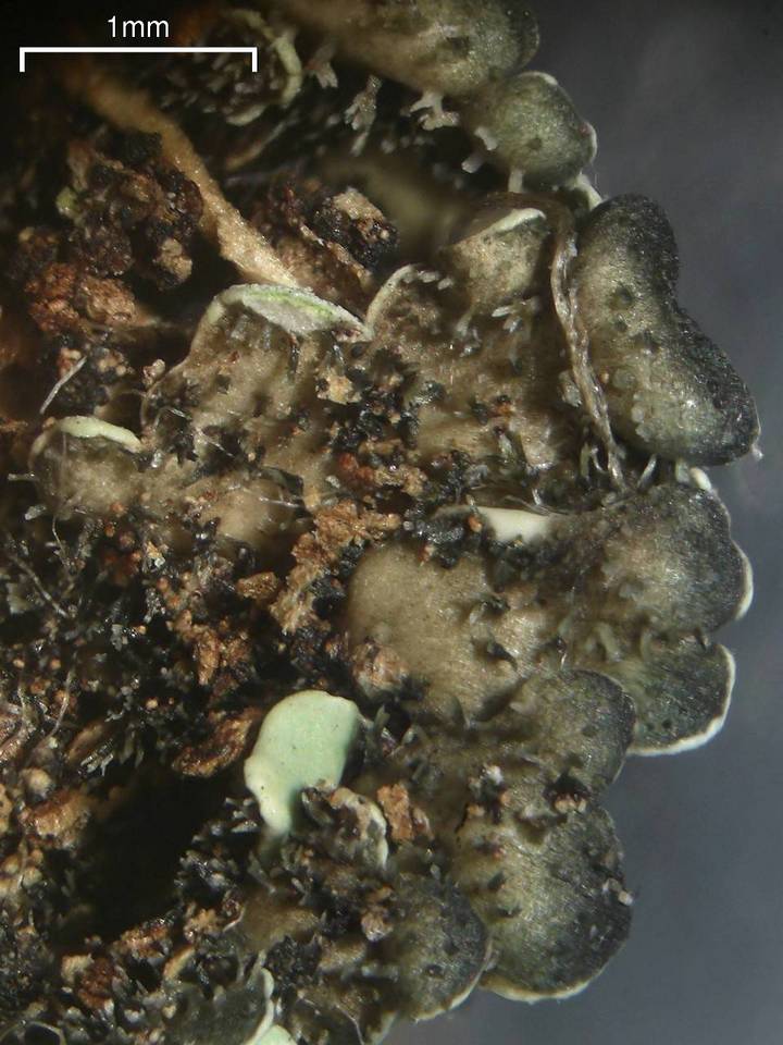Pyxine berteriana image