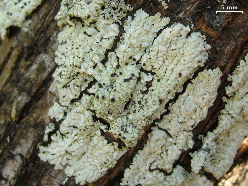 Pyxine cocoës image