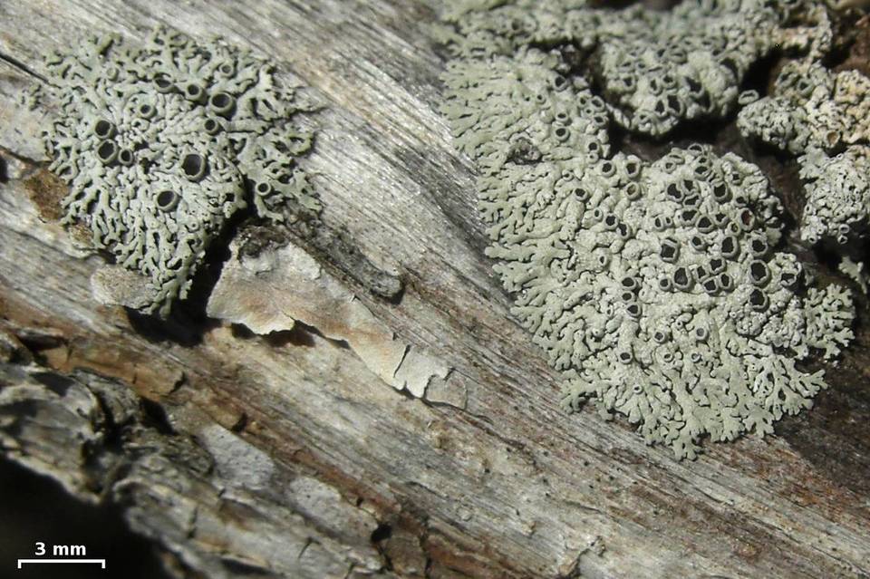Physcia neogaea image