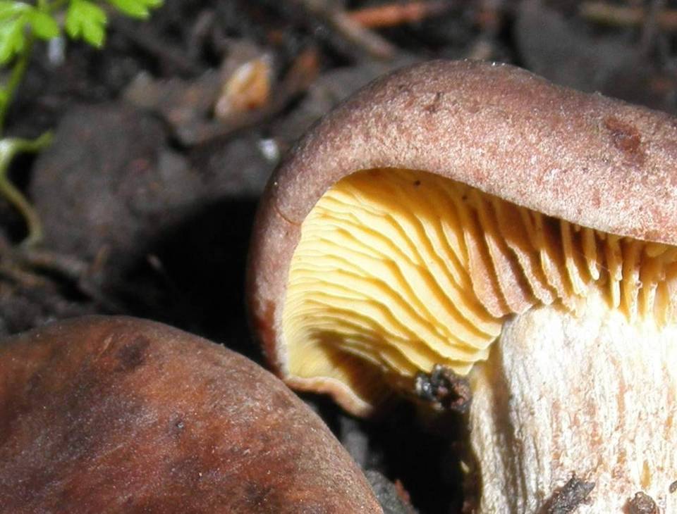 Calocybe onychina image