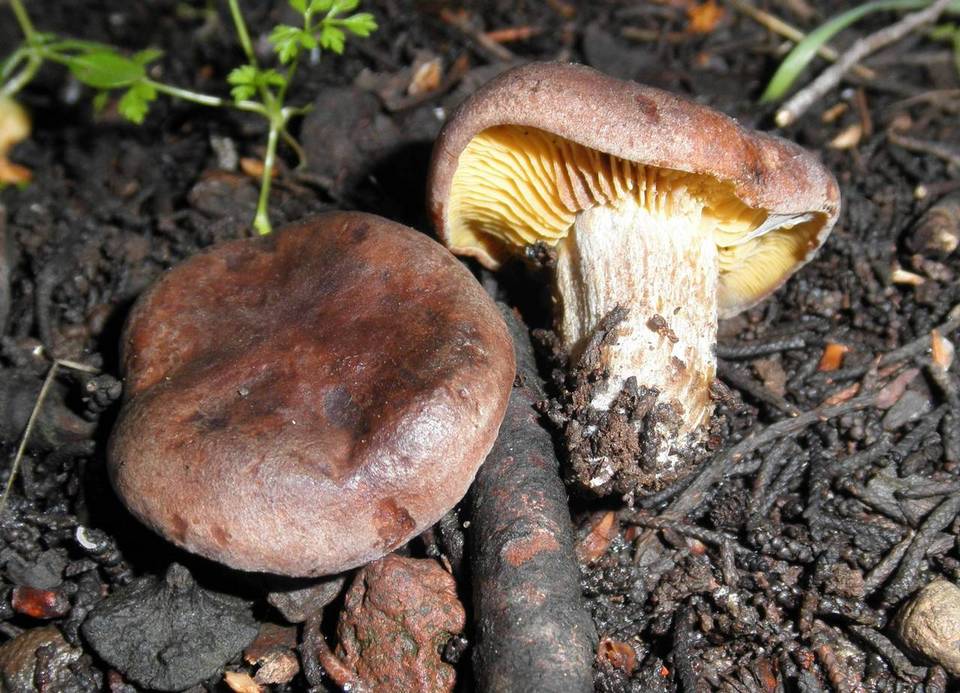 Calocybe onychina image